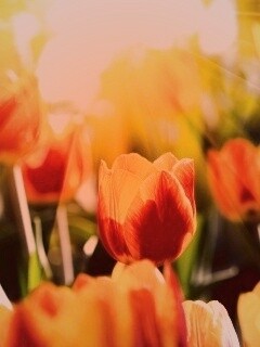 Солнечные тюльпаны обои