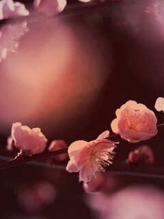 Цветущая вишня обои