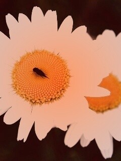 Ромашки обои