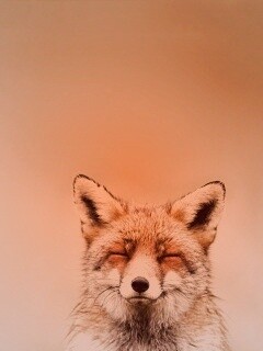 ^_^ Fox обои