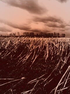 Убранное поле обои