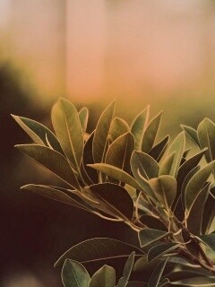 Листья обои