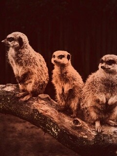 В дозоре обои