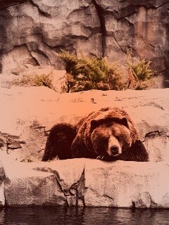 Медведь обои