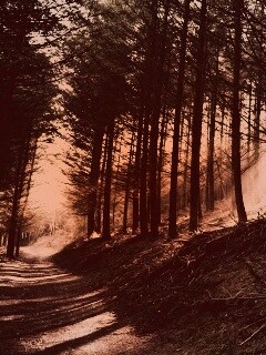 Лесная дорога обои