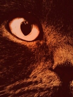 Черный кот с оранжевыми глазами обои