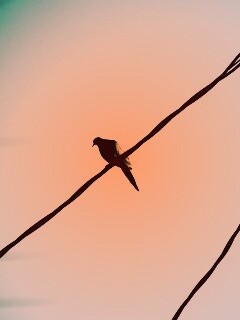 Птица на проводе обои