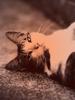 Кот лежит на спине обои