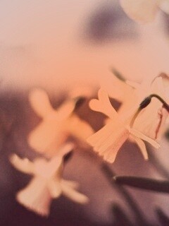 Нарциссы обои