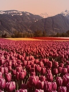Поле тюльпанов обои