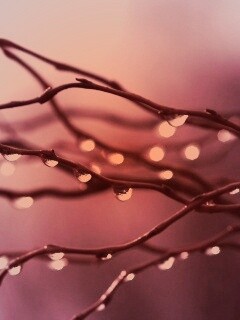 Капли на ветке обои