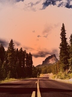 Красивая лесная дорога обои