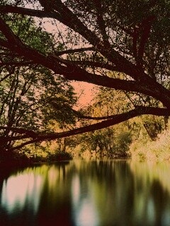 Спокойная лесная река обои