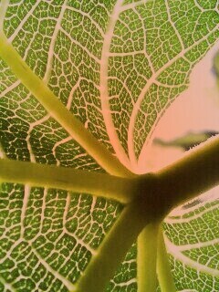 Внутренняя сторона листа обои