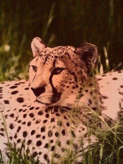 Два изящных гепард в природе обои