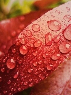 Капли росы на красных листьях обои