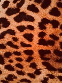 Шкура гепарда обои