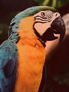 Разноцветынй попугай обои