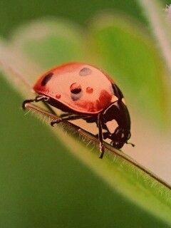 Божья коровка обои