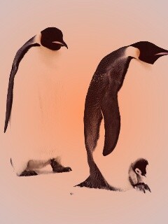 Семья пингвинов обои