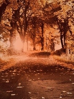 Дорога в осеннем парке обои