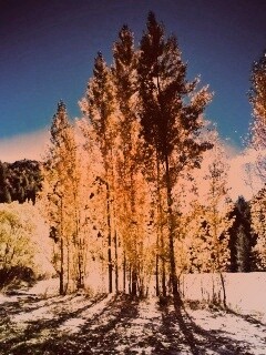 Осень в Новой Зеландии обои