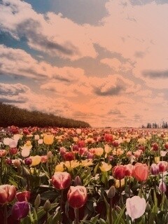 Поле тюльпанов обои