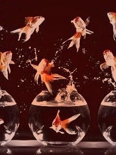 Аквариумы жонглируют рыбами обои