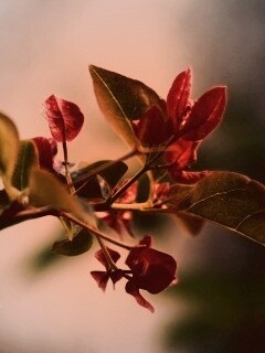 Разноцветные листья обои