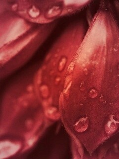 Лепестки обои