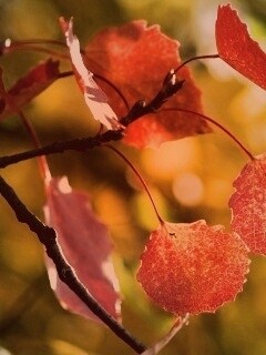 Красные листья обои