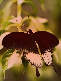 Бабочка с чёрно-белыми крыльями обои