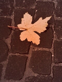 Упавший лист на мостовой обои