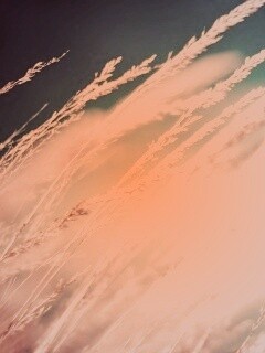 Колосья обои