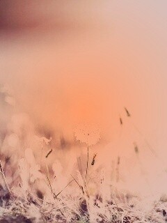 Летняя трава обои