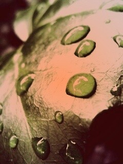 Капли росы на листе обои