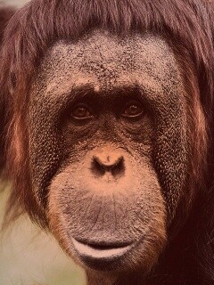 Орангутан обои