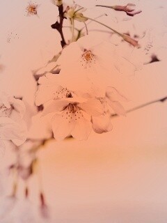 Цветение вишни обои