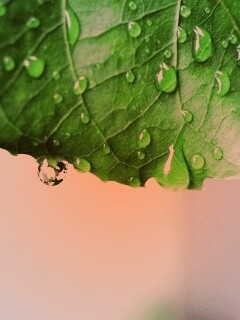 Роса на листе в макро обои