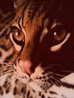 Оцелот обои