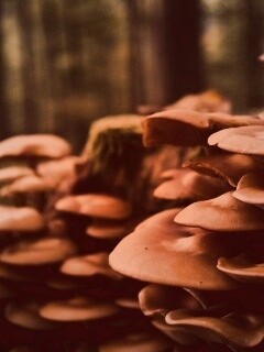 Лесные грибы на пне обои