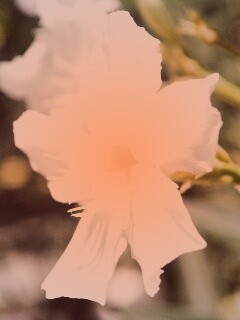 Эухарис, амазонская лилия обои