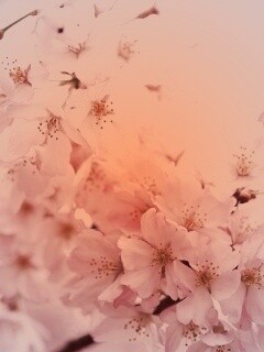 Цветение вишни обои