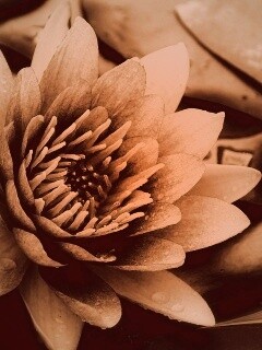 Кувшинка обои