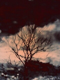 Голые деревья обои