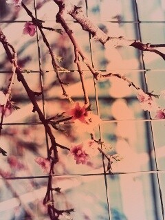 Ветка за сеткой обои