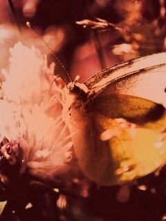 Бабочка на цветке обои