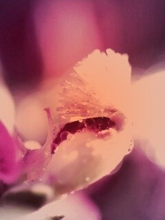 Капли на лиловом цветке обои