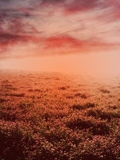 Закатное небо над цветочным полем обои