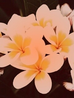 Прекрасные цветы обои